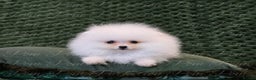 Pomeranian dogs for sale: Gorgeous Teddy bear Pomeranian puppies  - Advert 6