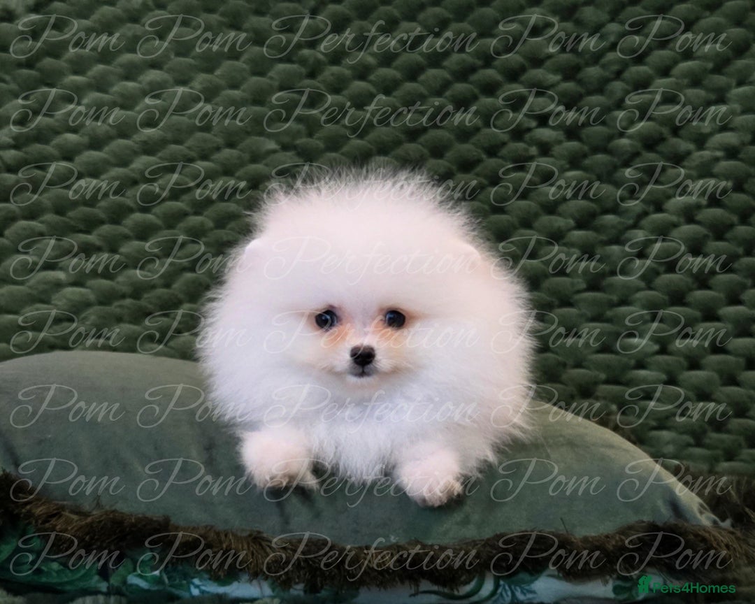 Pomeranian dogs for sale: Gorgeous Teddy bear Pomeranian puppies  - Image 7