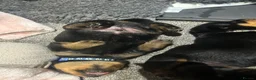 Rottweiler dogs for sale: Rottweiler  in Derby - Advert 4