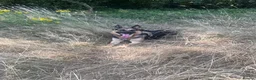 German Shepherd dogs for sale: Foster Home Desperately Needed in Horsham - Advert 7