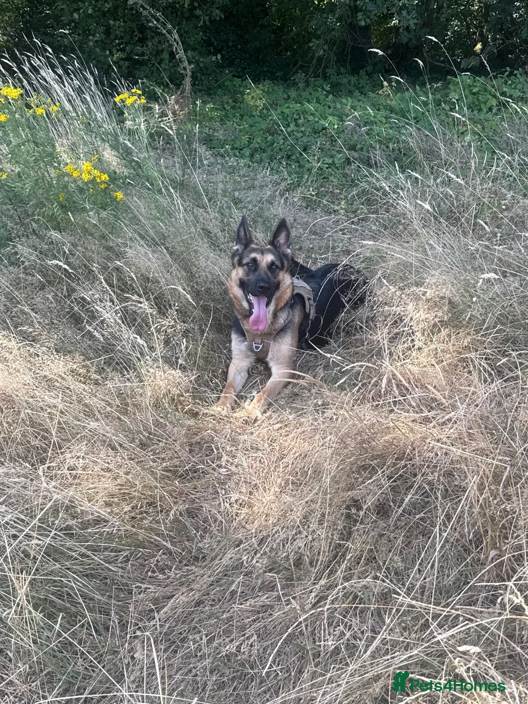 German Shepherd dogs for sale: Foster Home Desperately Needed in Horsham - Advert 7