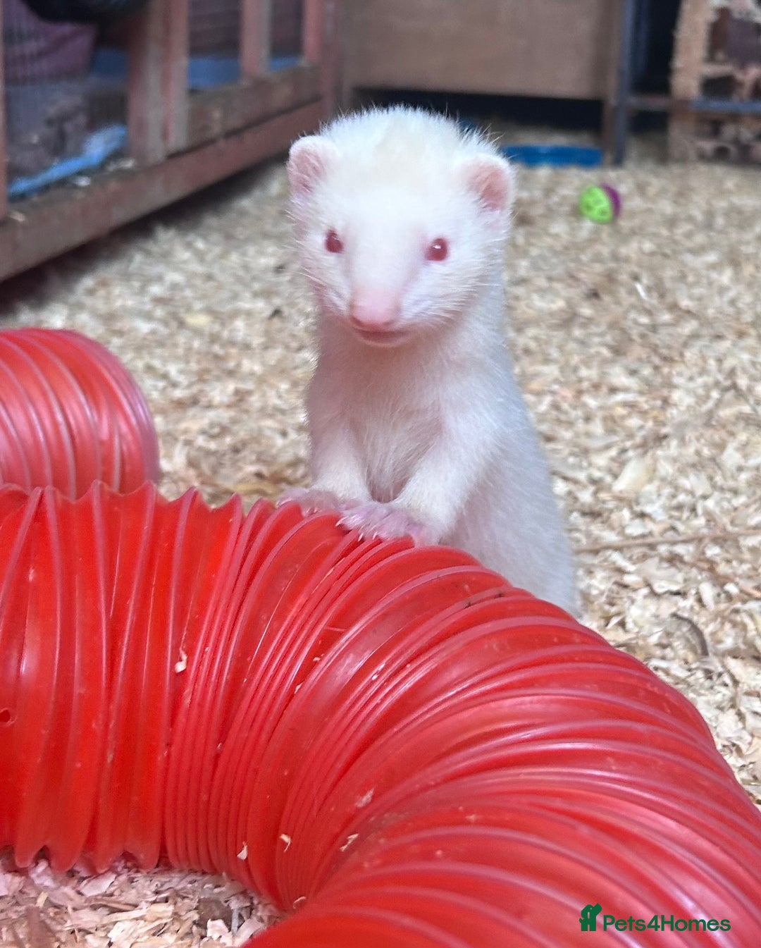 Ferret rodents for sale: Albino ferret kits  - Image 9
