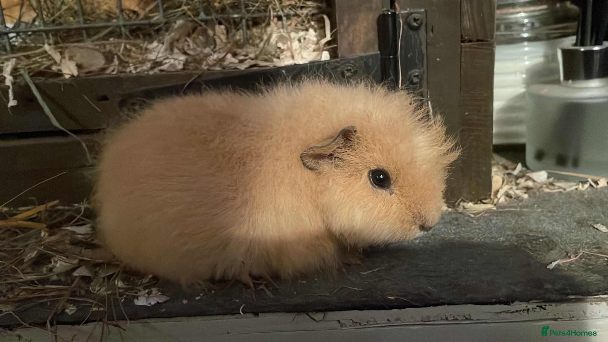 Guinea Pig rodents Swiss boys - Advert 3