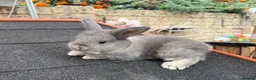 Continental Giant rabbits for sale: Gorgeous Conti/French Lop Bunnies ♥️ - Advert 16