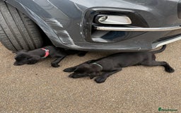 Labrador Retriever dogs for sale: Stunning Labrador puppies for sale  in Lostwithiel - Image 10