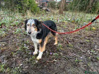 Mixed Breed dogs IRIS, a gentle dog of quiet nature - Advert 1