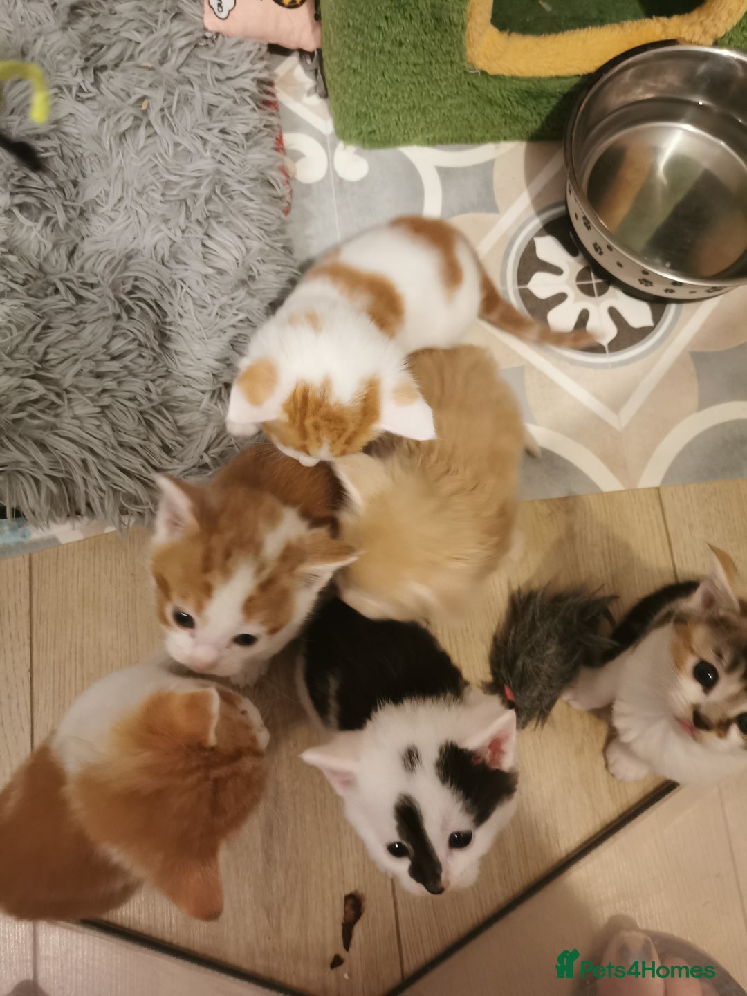 Mixed Breed cats for sale: Maine coon cross kittens for sale - Advert 11