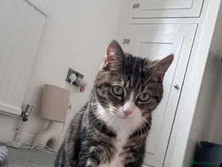 American Shorthair cats Sweet Lilly - Tabby - Advert 12