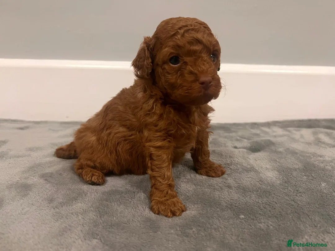 Mixed Breed dogs for sale: 🐩Asian Line Poodles-Fox Red, Apricot 🐩  - Advert 16