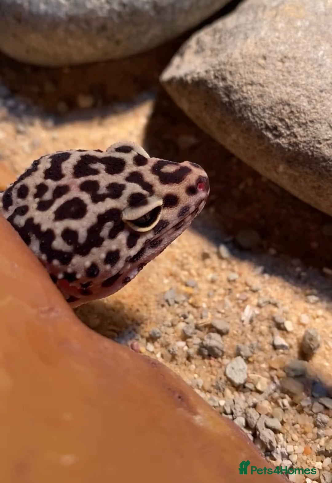 Leopard Gecko reptiles for sale: Leopard Gecko and Vivarium. - Image 3