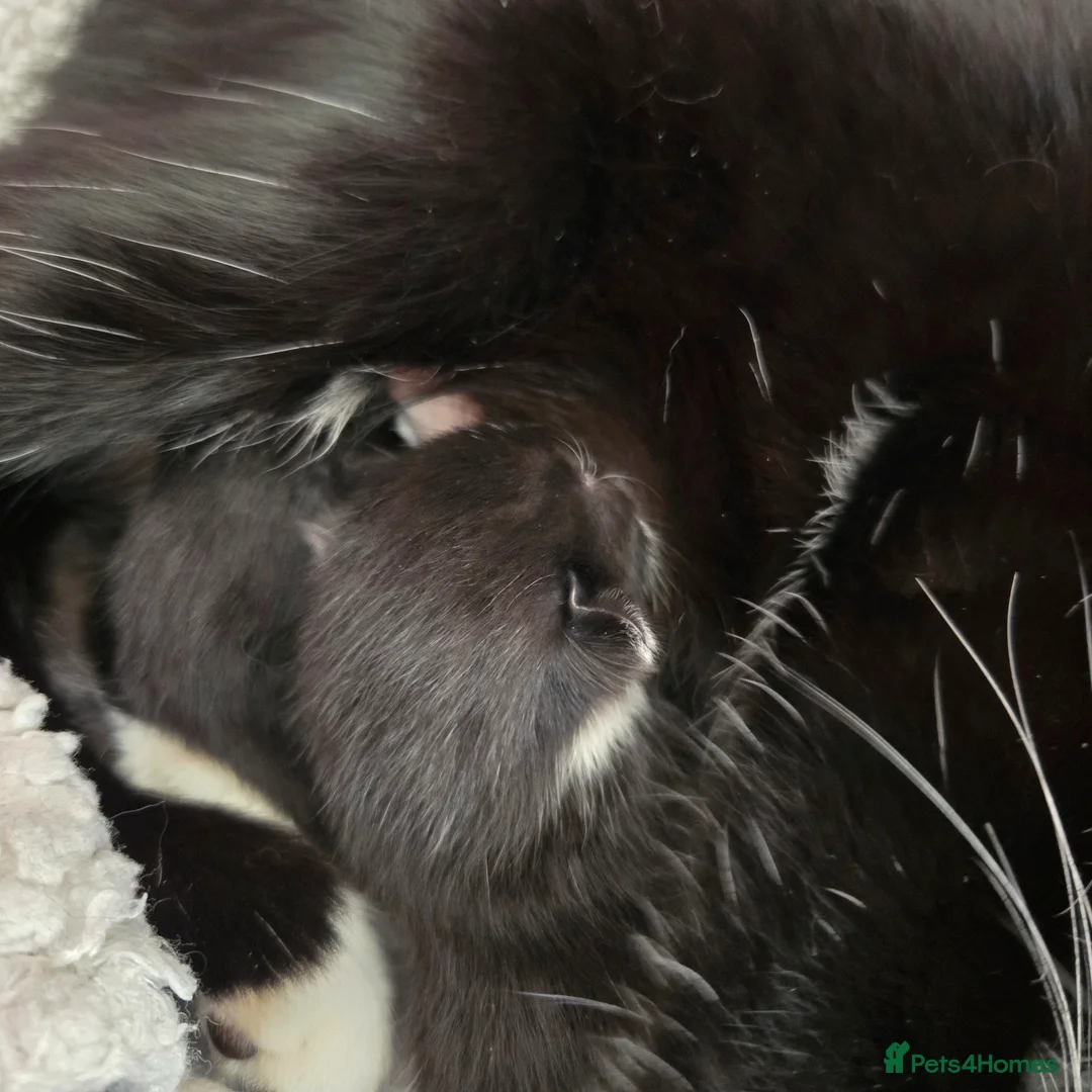 Mixed Breed cats for sale: Kitten for sale  - Advert 2