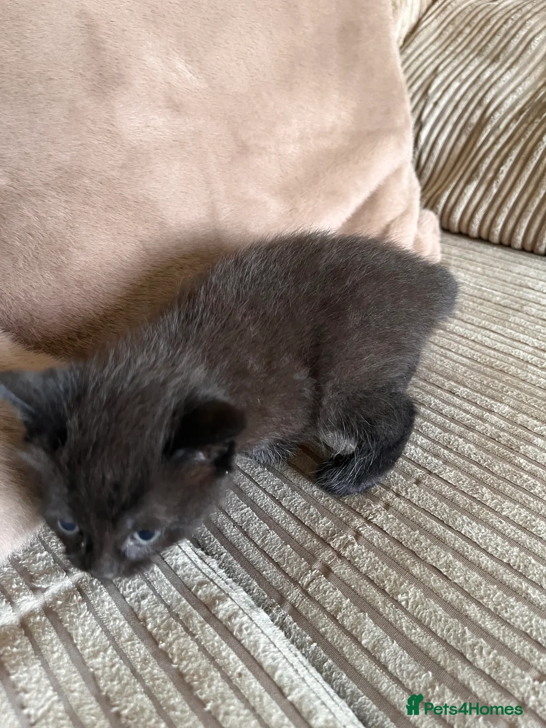 Mixed Breed cats for sale: Grey and black striped kittens For Sale - Advert 19