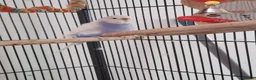 Budgerigars birds for sale: Beautiful talkative violet budgie  in Crook - Advert 4