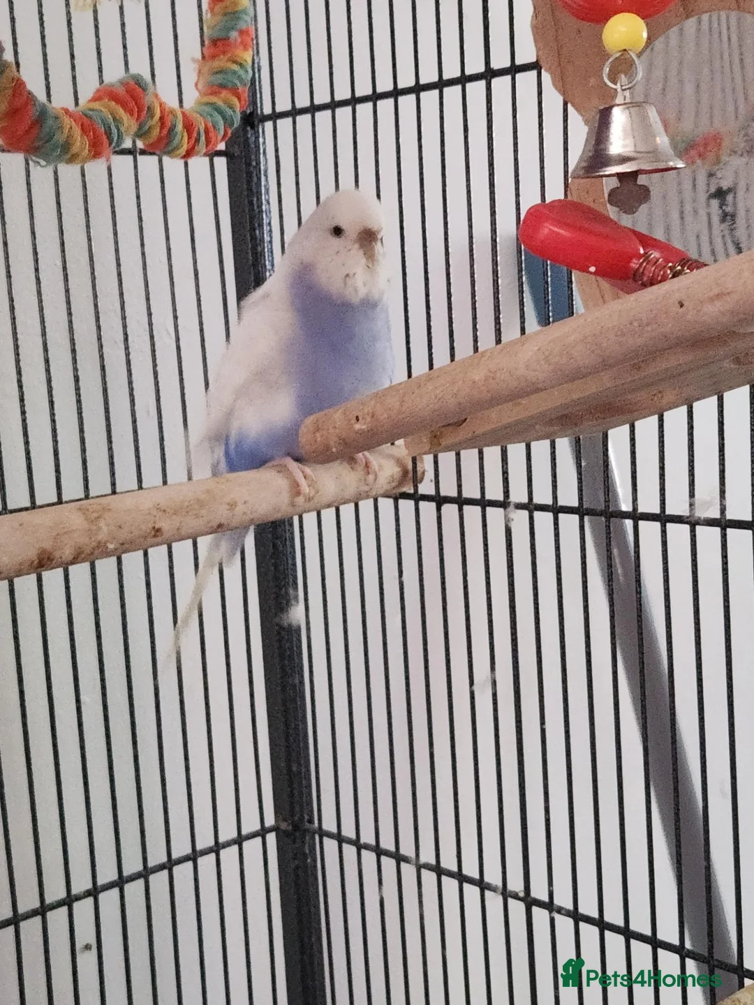 Budgerigars birds for sale: Beautiful talkative violet budgie  in Crook - Advert 4