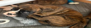 Boxer 6