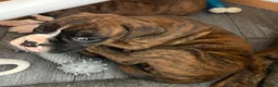 Boxer dogs for sale: 8 KC Registered boxer puppies for sale  - Advert 16