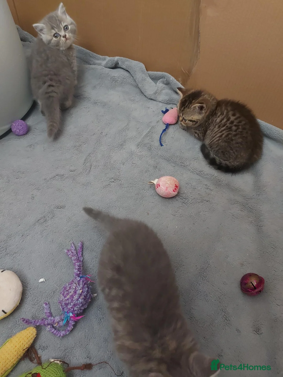 British Shorthair cats for sale: British shorthair  - Advert 2
