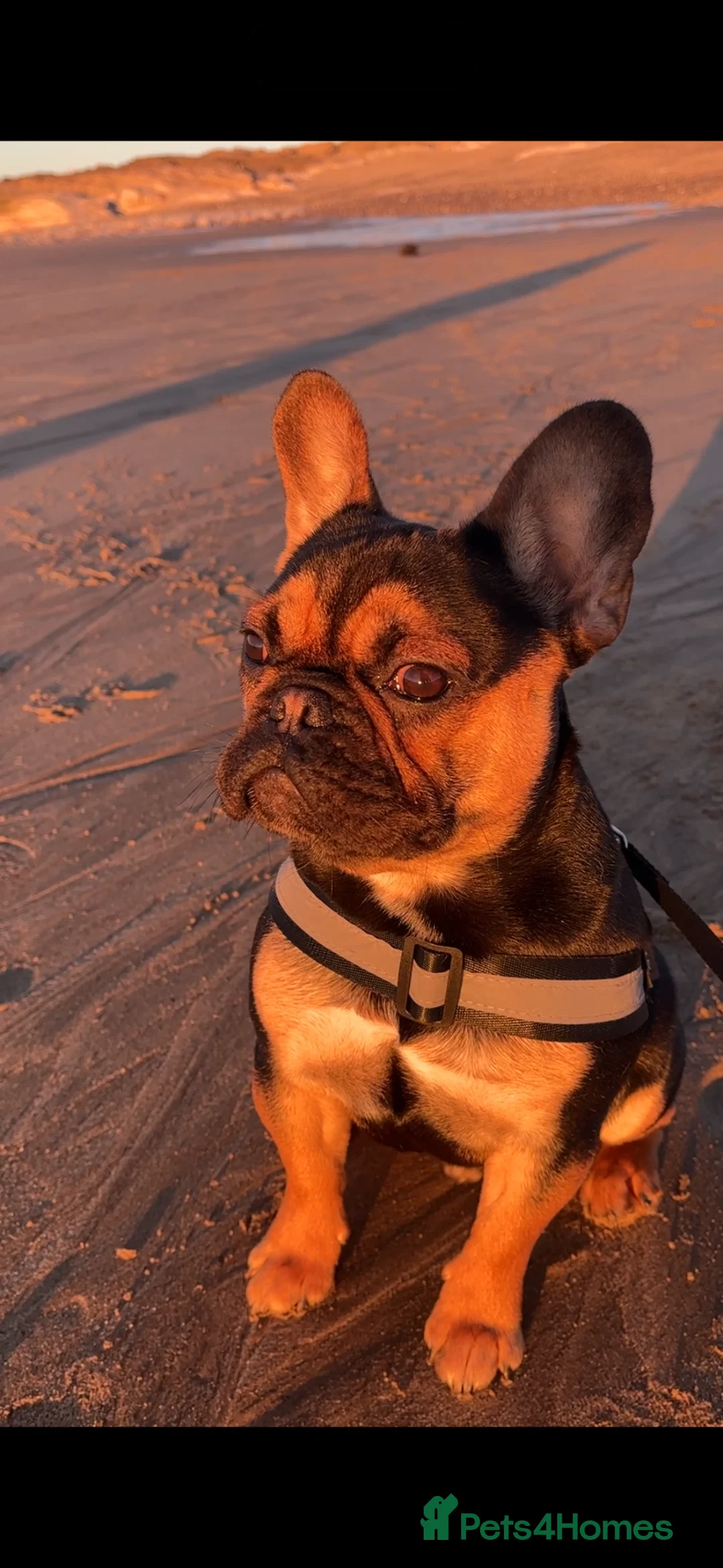 French Bulldog dogs for stud: French Bulldog STUD in Barry - Advert 1