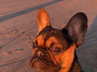 French Bulldog dogs French Bulldog STUD - Advert 1