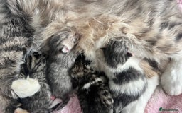 Siberian cats for sale: Four fluffy hyperallergenic kittens - Image 4