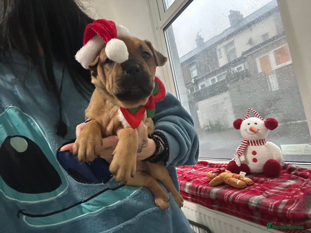 Mixed Breed dogs for sale: A beautiful litter of Rottweiler/staff/mastiffs - Advert 35