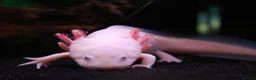 Axolotl reptiles for sale: Two female Axolotls  in West Molesey - Advert 3