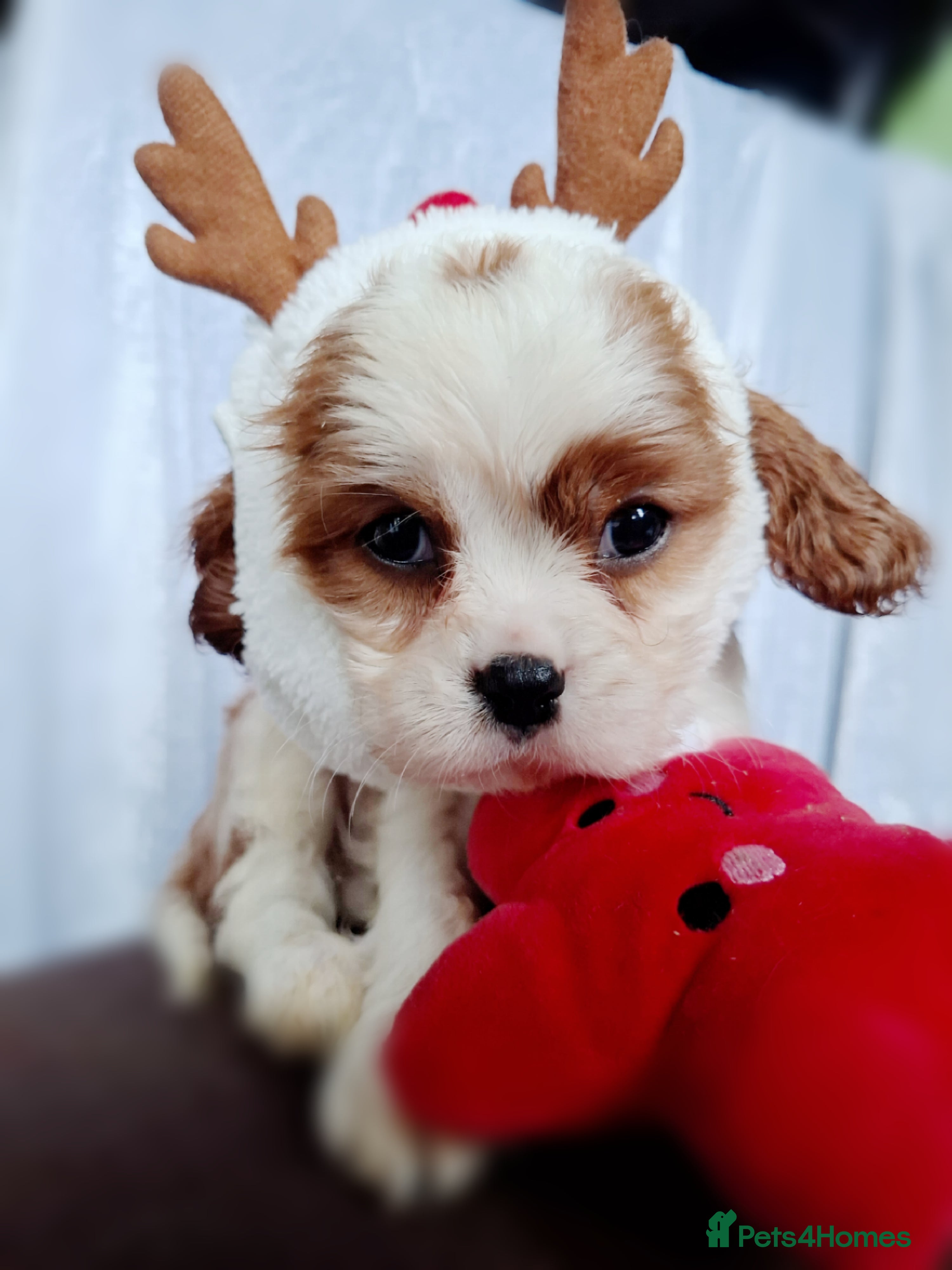 Cavalier King Charles Spaniel dogs KCC spaniels 1boy left health tested parents  - Advert 16