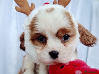 Cavalier King Charles Spaniel dogs KCC spaniels 1boy left health tested parents - Advert 16