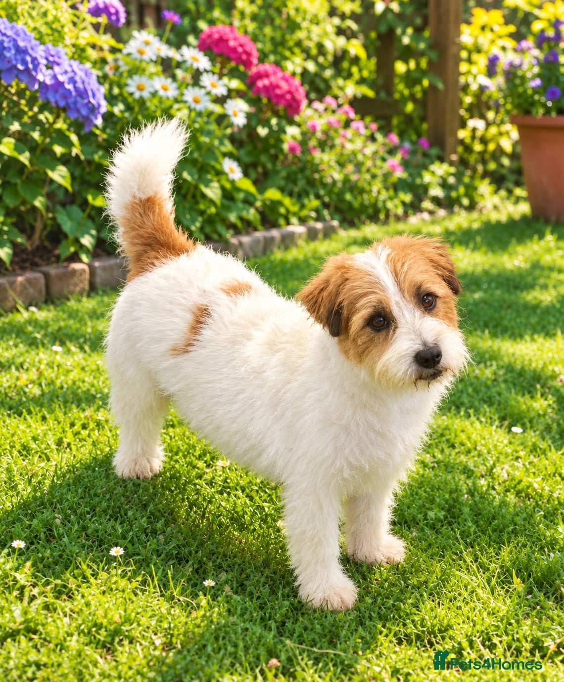 Jack Russell dogs Fully Health Tested Jack Russell Stud - Advert 2