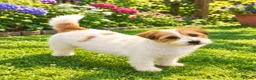 Jack Russell dogs for stud: Fully Health Tested Jack Russell Stud - Advert 1