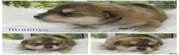 Saarloos Wolfdog dogs for sale: Female available - vaccinated and ready to leave - Advert 6