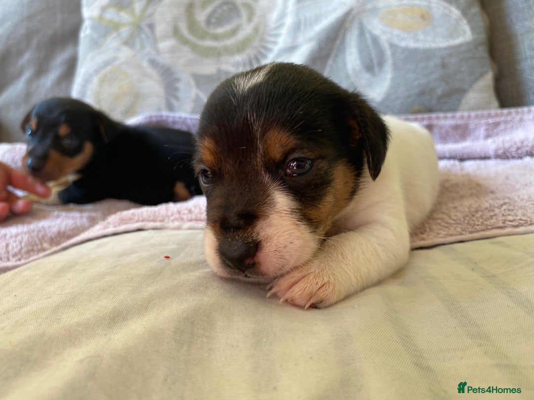 Jack Russell dogs for sale: 3 gorgeous male Jack Russells - Image 7