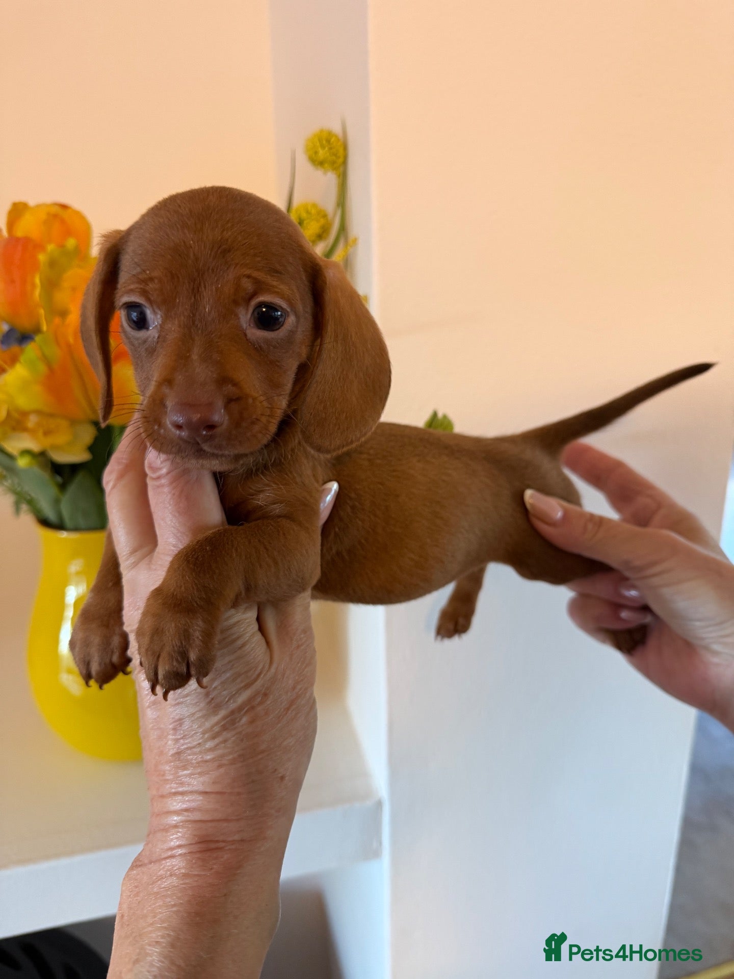 Miniature Dachshund dogs BEAUTIFUL K.C REGISTERED MINIATURE DACHSHUNDS  - Advert 1