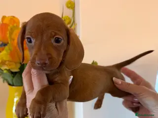 Miniature Dachshund dogs BEAUTIFUL K.C REGISTERED MINIATURE DACHSHUNDS - Advert 1