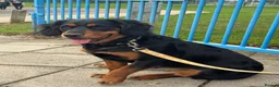 Mixed Breed dogs for sale: Rottweiler cross spaniel  - Advert 10