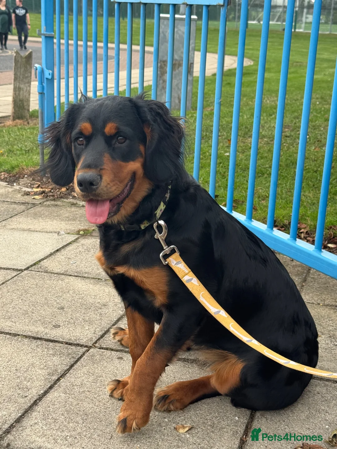 Mixed Breed dogs for sale: Rottweiler cross spaniel  - Advert 10