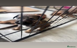 Mixed Breed dogs for sale: Beautiful Puppies For Sale!!! - Image 16