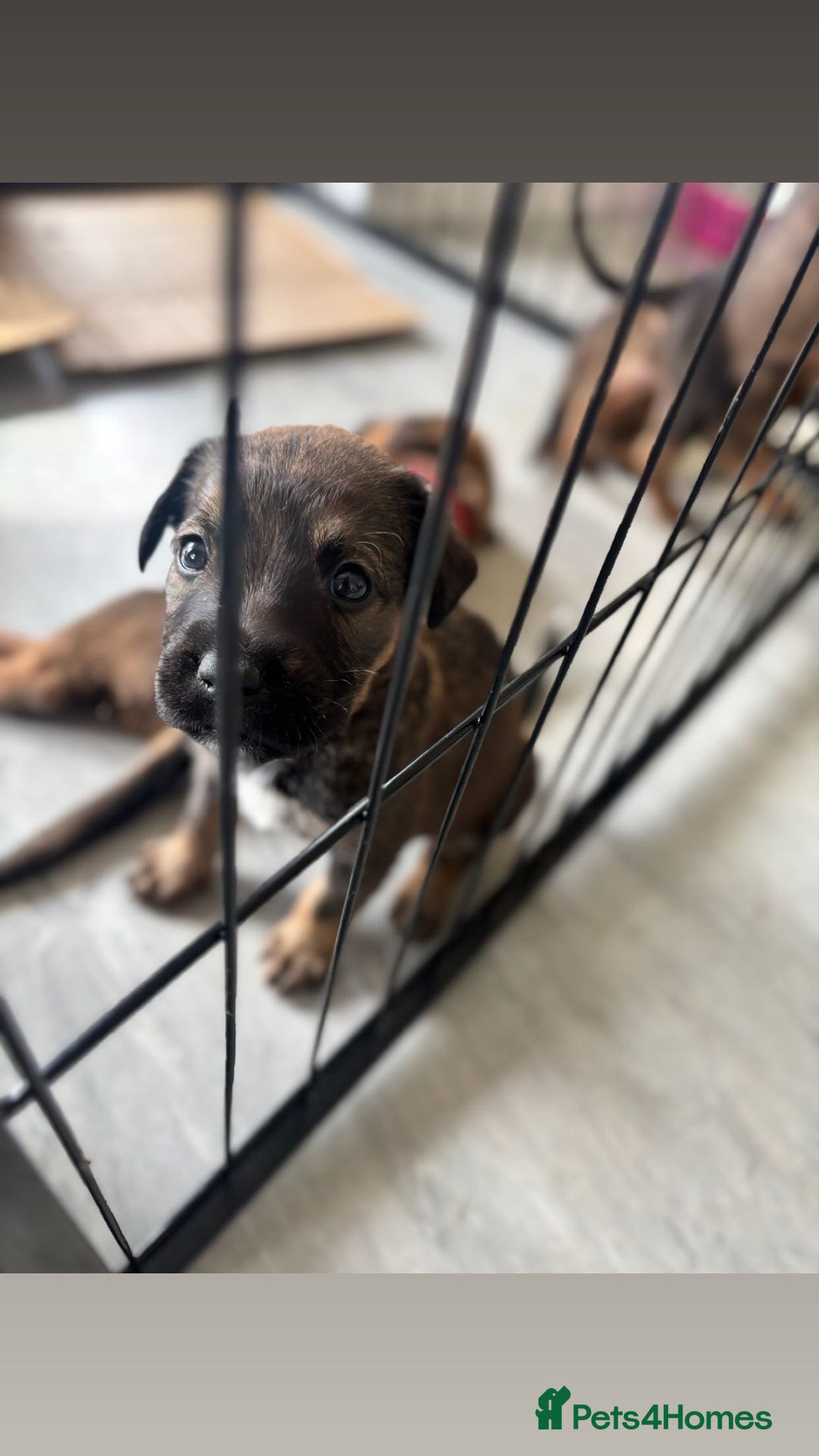 Mixed Breed dogs for sale: Beautiful Puppies For Sale!!! - Image 16