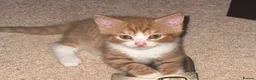 Mixed Breed cats for sale: 2 ginger kittens  in Trowbridge - Advert 2