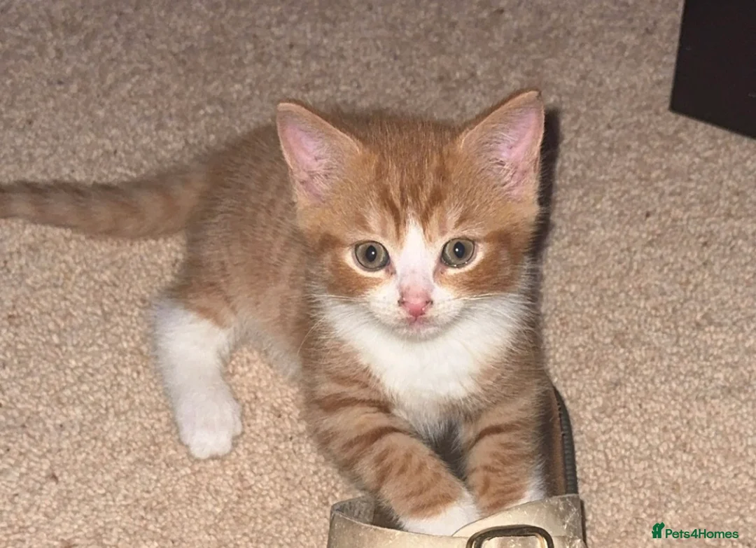 Mixed Breed cats for sale: 2 ginger kittens  in Trowbridge - Advert 2