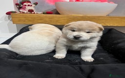 Siberian Husky dogs for sale: 3 fluffy chowski’s  - Advert 19