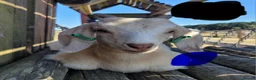 Goats livestock for sale: Goat kids looking for new homes in Matlock - Advert 4
