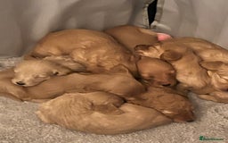 Mixed Breed dogs for sale: 10 gorgeous labradoodle pups - Image 7