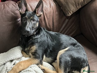 German Shepherd dogs Male German Shepherd Dog for sale - Advert 1