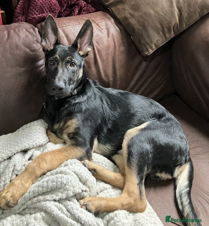 German Shepherd dogs Male German Shepherd Dog for sale - Advert 1