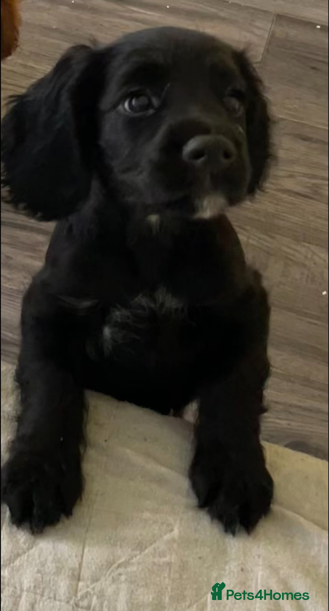 Cocker Spaniel dogs for sale: Cocker Spaniel puppies kennel club registered - Advert 6