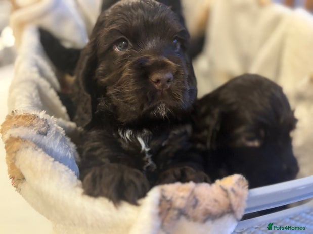 Cocker Spaniel dogs Show-type KC reg. chocolate cocker spaniel puppy - Advert 2