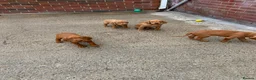 Hungarian Vizsla dogs for sale: Wire haired Hungarian Vizsla pups - Advert 6