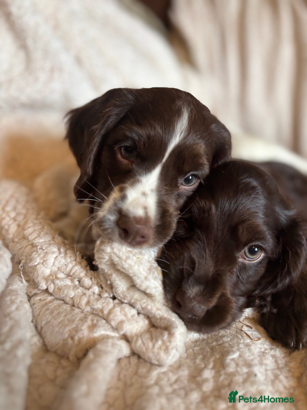Cocker Spaniel dogs for sale: READY NOW lovely cocker spaniel pups  - Advert 1
