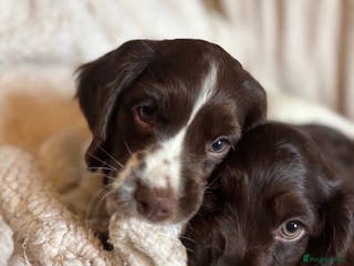 Cocker Spaniel dogs READY NOW lovely cocker spaniel pups - Advert 16
